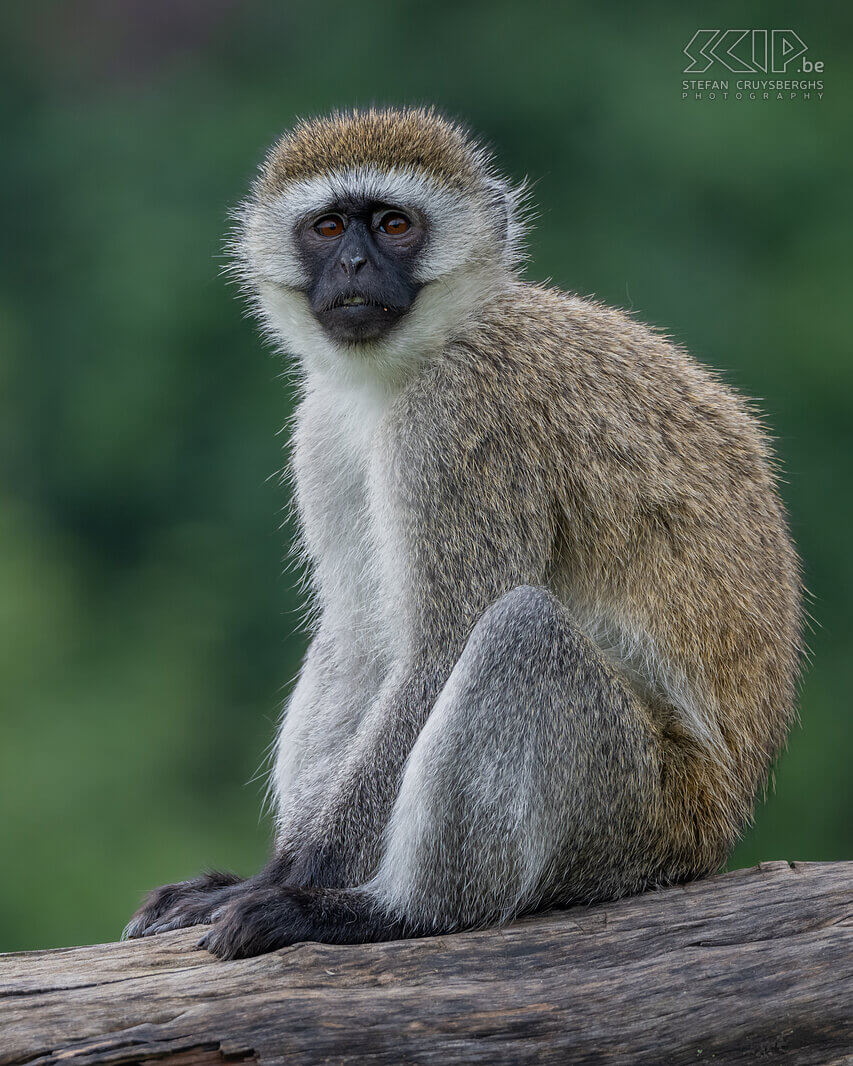 Lake Naivasha - Vervet monkey Vervet monkey (Chlorocebus pygerythrus) at our campsite at Lake Naivasha Stefan Cruysberghs